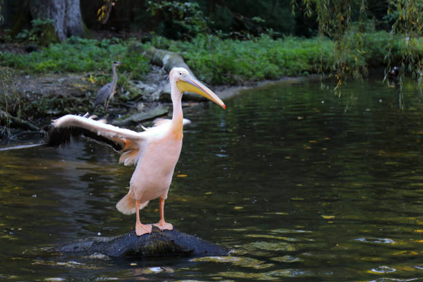 Rosapelikan / White pelican / Pelecanus onocrotalus