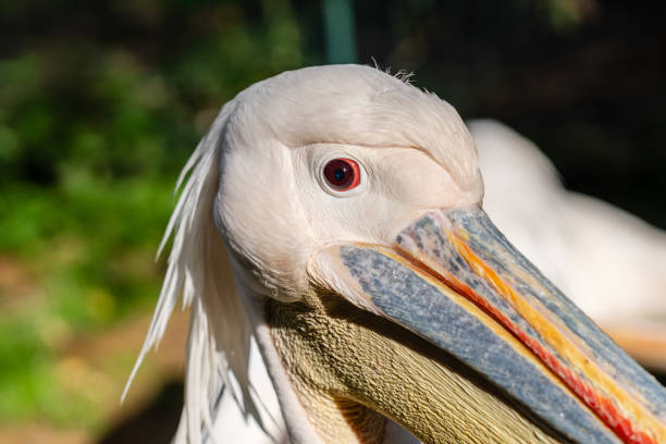 Cool view on white pelicans walking under the sun