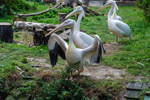 A View on white pelicans resting at warm day