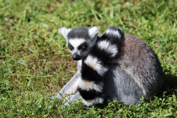 Katta / Ring-tailed lemur / Lemur catta