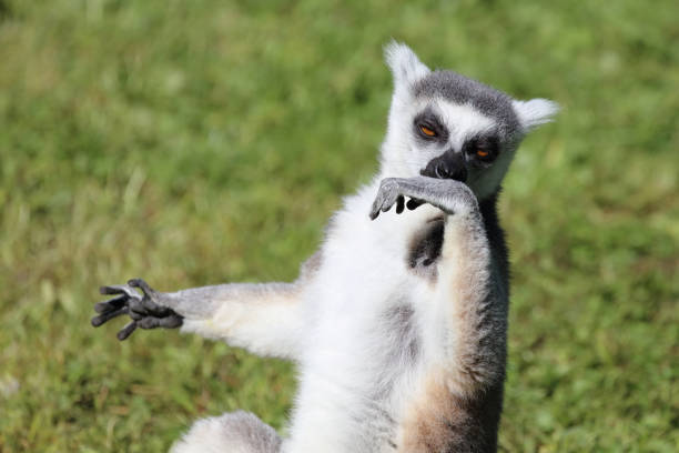 Katta / Ring-tailed lemur / Lemur catta