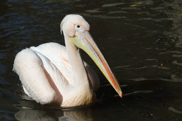 istock Rosapelikan / White pelican / Pelecanus onocrotalus 2203974770