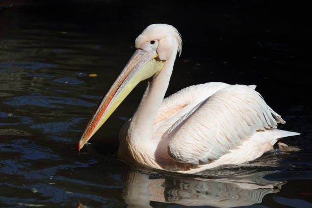 istock Rosapelikan / White pelican / Pelecanus onocrotalus 2203974805