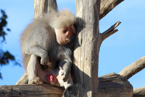 sad monkey