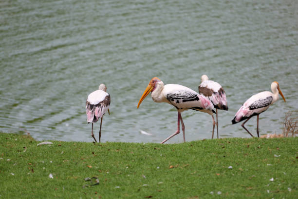 The Painted Stork bird (Mycteria leucocephala) in garden