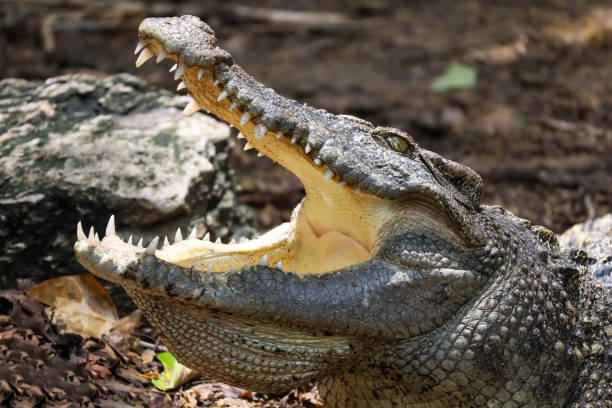 istock Close up crocodile is action show head in garden 2203975065