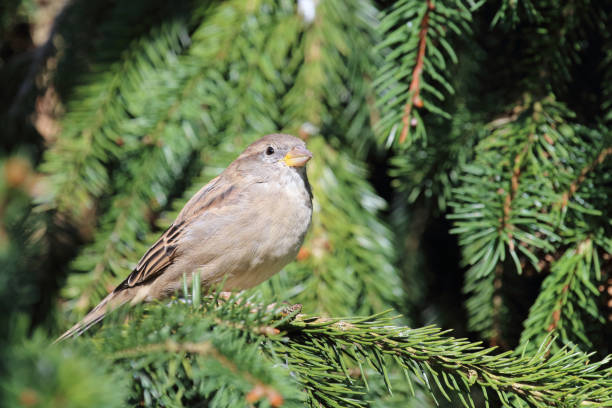 istock Hausspatz / House sparrow / Passer domesticus 2203976841