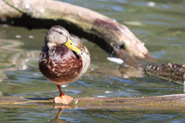 istock Stockente / Mallard / Anas platyrhynchos 2203976983