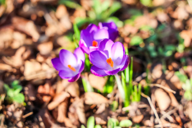 istock Purple crocus flowers blooming in spring sunlight 2203977469