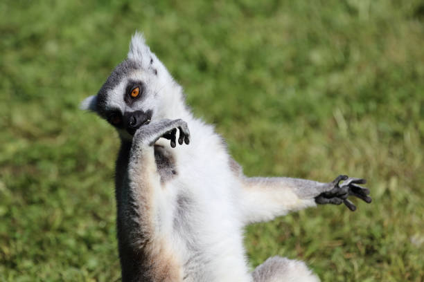 Katta / Ring-tailed lemur / Lemur catta