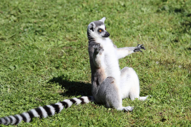 Katta / Ring-tailed lemur / Lemur catta