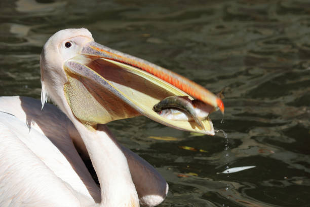 Rosapelikan / White pelican / Pelecanus onocrotalus