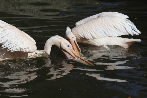 Rosapelikan / White pelican / Pelecanus onocrotalus