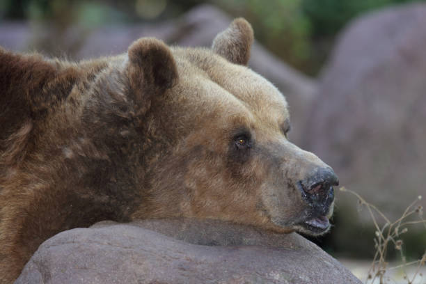 istock European brown bear/ Ursus arctos 2203977838