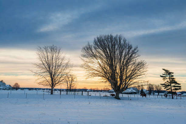 A group of horses in a snowy field. Snow. Outdoor. Sky. Tree. Covered