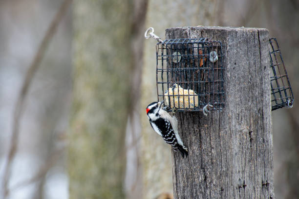 Downy Woodpecker finding the suet feeder