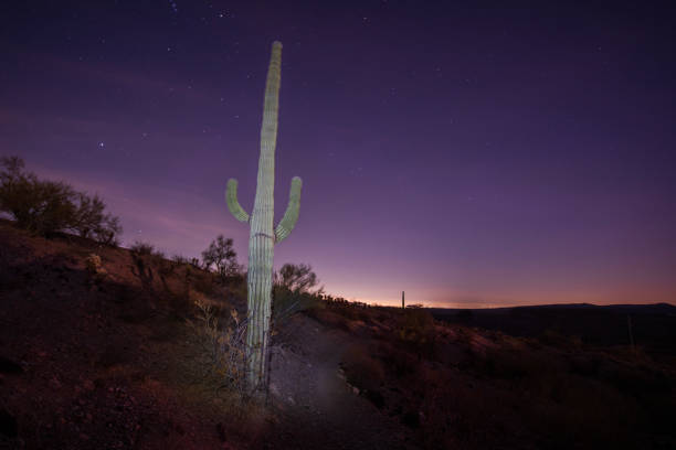 istock Saguaro Cactus at night with Light Painted 2203979348