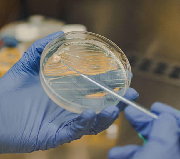 istock Close-up of two hands grasping a bowl containing an Agar plate. Biothech 2203979394