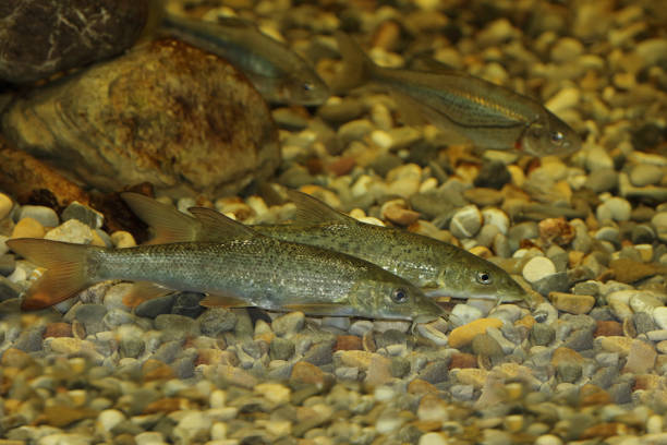 In Van Lake, pearl mullet fights the waves to reach its spawning area.