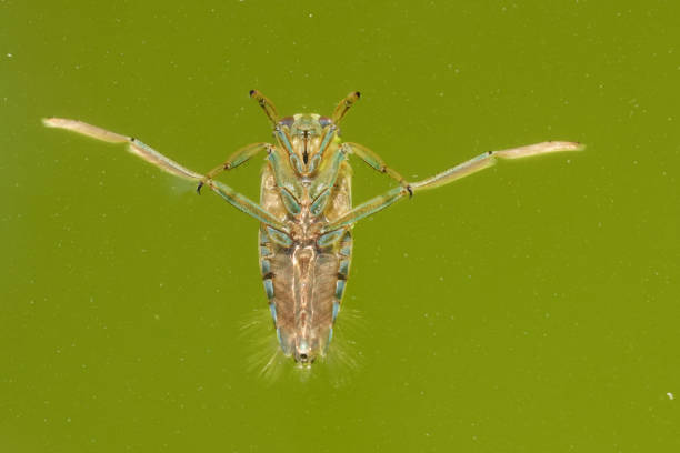 A backswimmer insect floats upside down, legs stretched wide in a green aquatic setting. Visible is the insect's underbelly and slender legs, adapted for swimming.