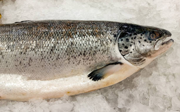 istock Whole salmon preserved in ice 2203983508
