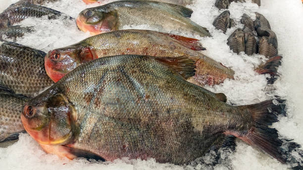 10tr Pacu 100+ Giant Pacu Pic Stock Photos, Pictures & Royalty-Free Images - iStock
