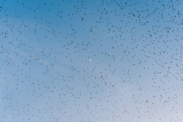 istock Flock of bats flying from cave in the evening 2203983614