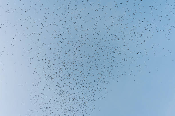 istock Flock of bats flying from cave in the evening 2203983618