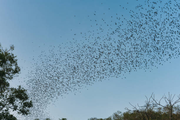 istock Flock of bats flying from cave in the evening 2203983628