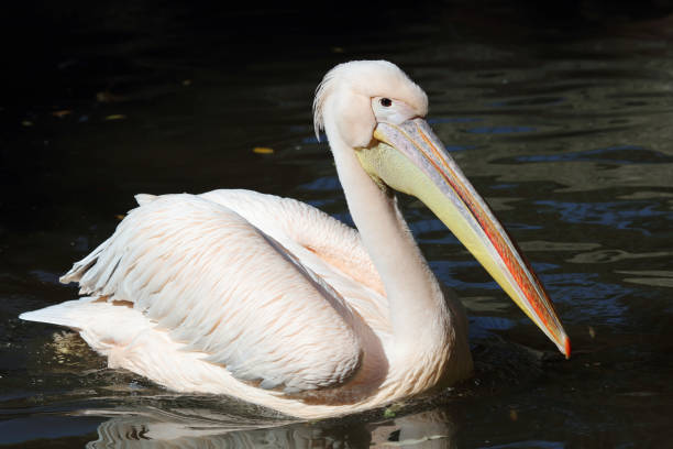 istock Rosapelikan / White pelican / Pelecanus onocrotalus 2203983941