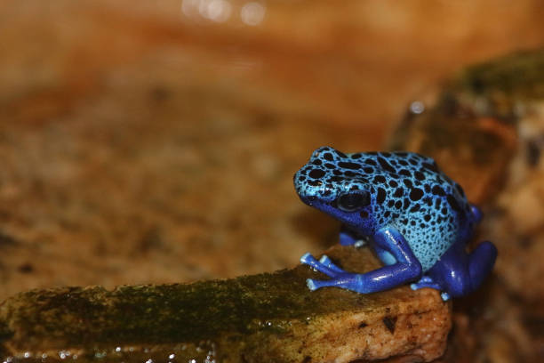 istock Blauer Baumsteiger / Blue poison dart frog / Dendrobates tinctorius azureus 2203984063