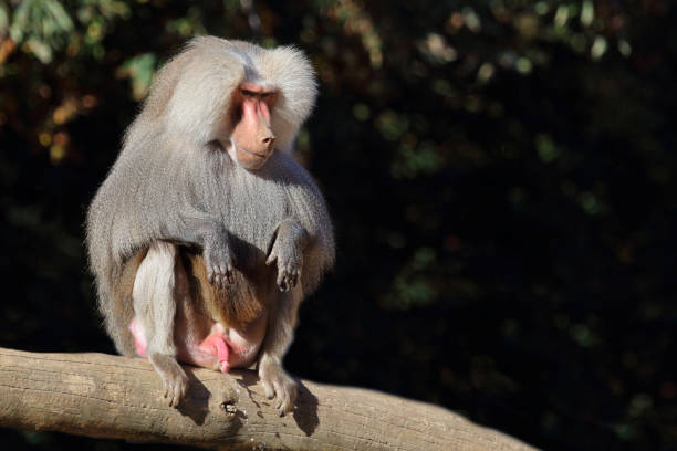 Mantelpavian / Hamadryas baboon / Papio hamadryas