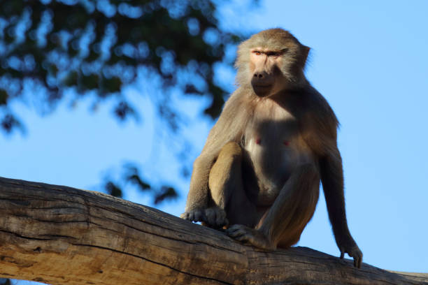 Mantelpavian / Hamadryas baboon / Papio hamadryas
