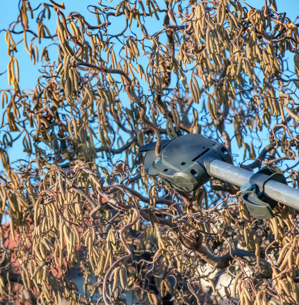Pruning a hazel tree Corylus avellana with pruning shears. Close-up. Early spring.