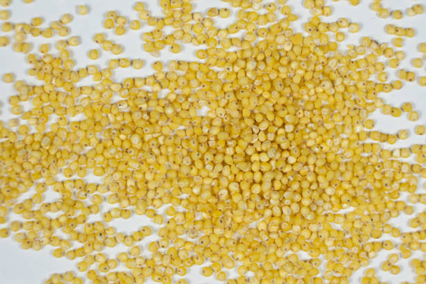 istock Whole millet grains on white background top view macro 2203987330