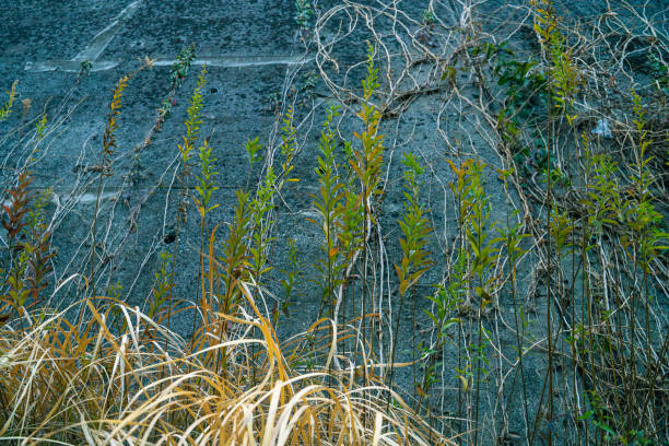 The weeds that grow naturally on the banks also look like art when viewed in this way.