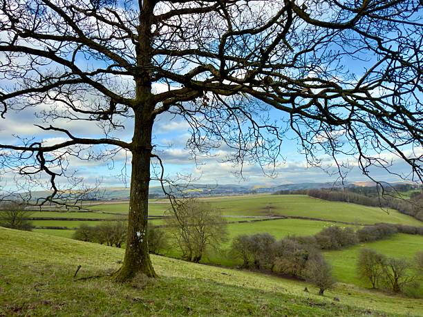 istock A solitary tree on a hill overlooking a vibrant green countryside, framed by sprawling branches against a partly cloudy blue sky. 2203992143