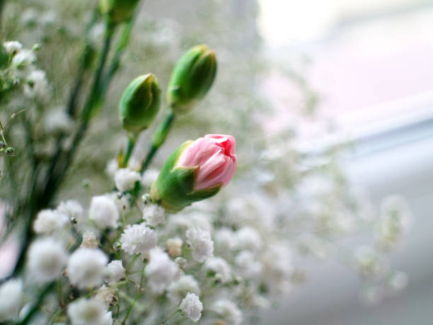 A single pink flower is surrounded by white flowers. The flower is the main focus of the image, and the white flowers are in the background. The image has a peaceful and serene mood