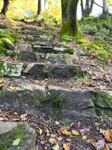 istock Aged stone steps partially covered in moss and fallen leaves 2203993217