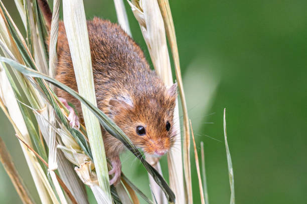 istock Harvest mouse, Micromys minutus, on blades of wheat 2203993952