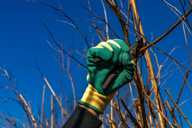 istock Garden shears, garden tidying up, cutting old branches in spring 2203994945