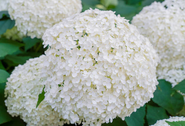istock Hydrangea Flowers, Blooming White Hortensia, Hydrangea Paniculata Flower Closeup, Large Inflorescences 2203995268
