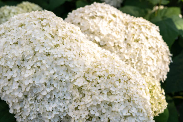 istock Hydrangea Flowers, Blooming White Hortensia, Hydrangea Paniculata Flower Closeup, Large Inflorescences 2203995280