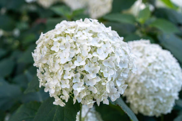 istock Hydrangea Flowers, Blooming White Hortensia, Hydrangea Paniculata Flower Closeup, Large Inflorescences 2203995292