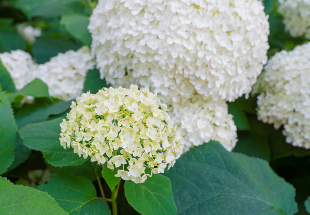 istock Hydrangea Flowers, Blooming White Hortensia, Hydrangea Paniculata Flower Closeup, Large Inflorescences 2203995300