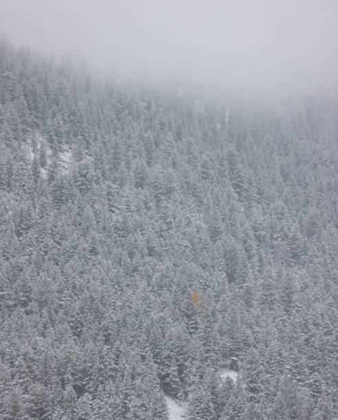 Forested mountain side in the Canadian Rockies. Evergreens covered in light snow and fog with a single deciduous yellow tree.