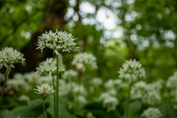 A close-up of bear garlic flowers in a forest, showcasing the delicate white blooms among the vibrant green foliage. The natural woodland setting enhances the beauty of these edible and aromatic plants.