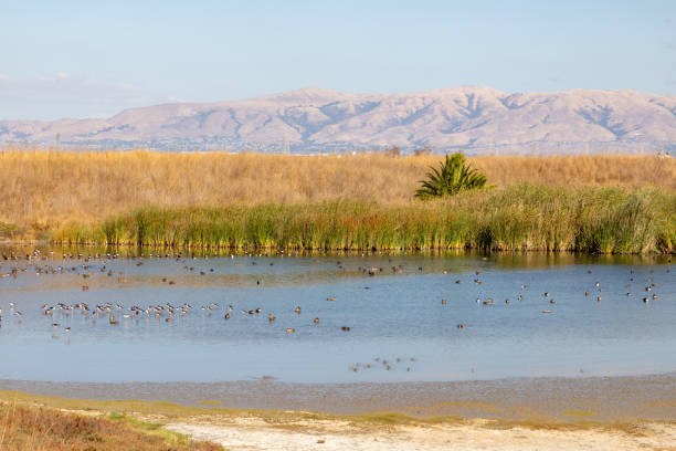 istock Ducks in Baylands with mountains in background 2204000987