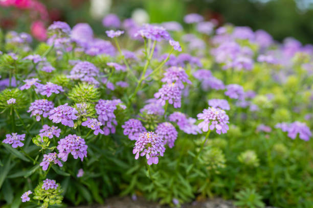Full blooming of garden candytuft (iberis umbellata). Small purple flowers Iberis umbellate in summer in a garden.
