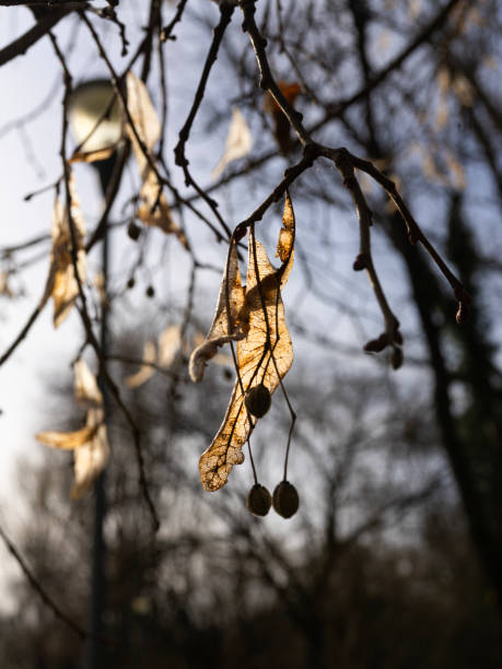 the dry leaves of the linden flowers in winter